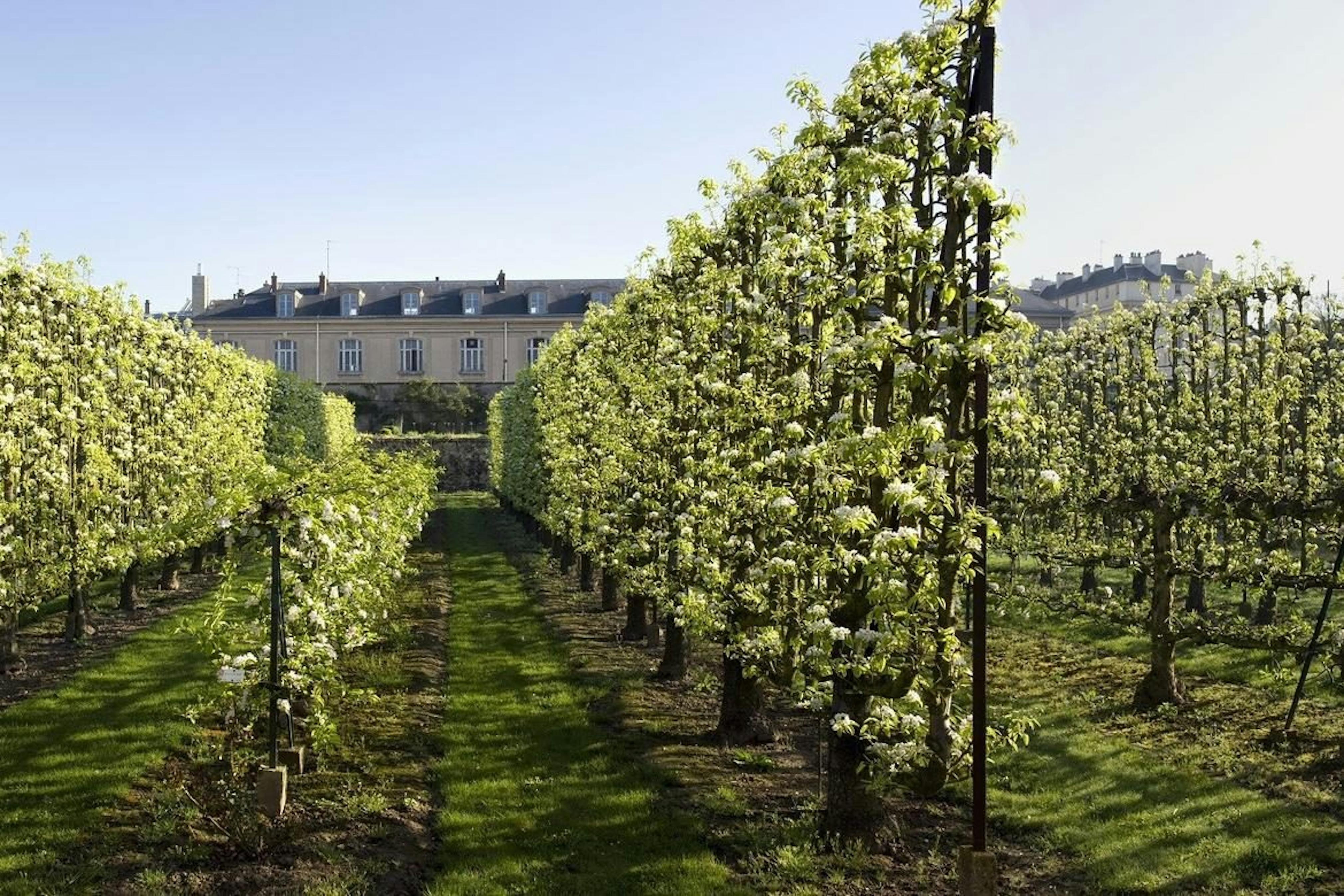 Rows of blooms at the Potager du Roi.