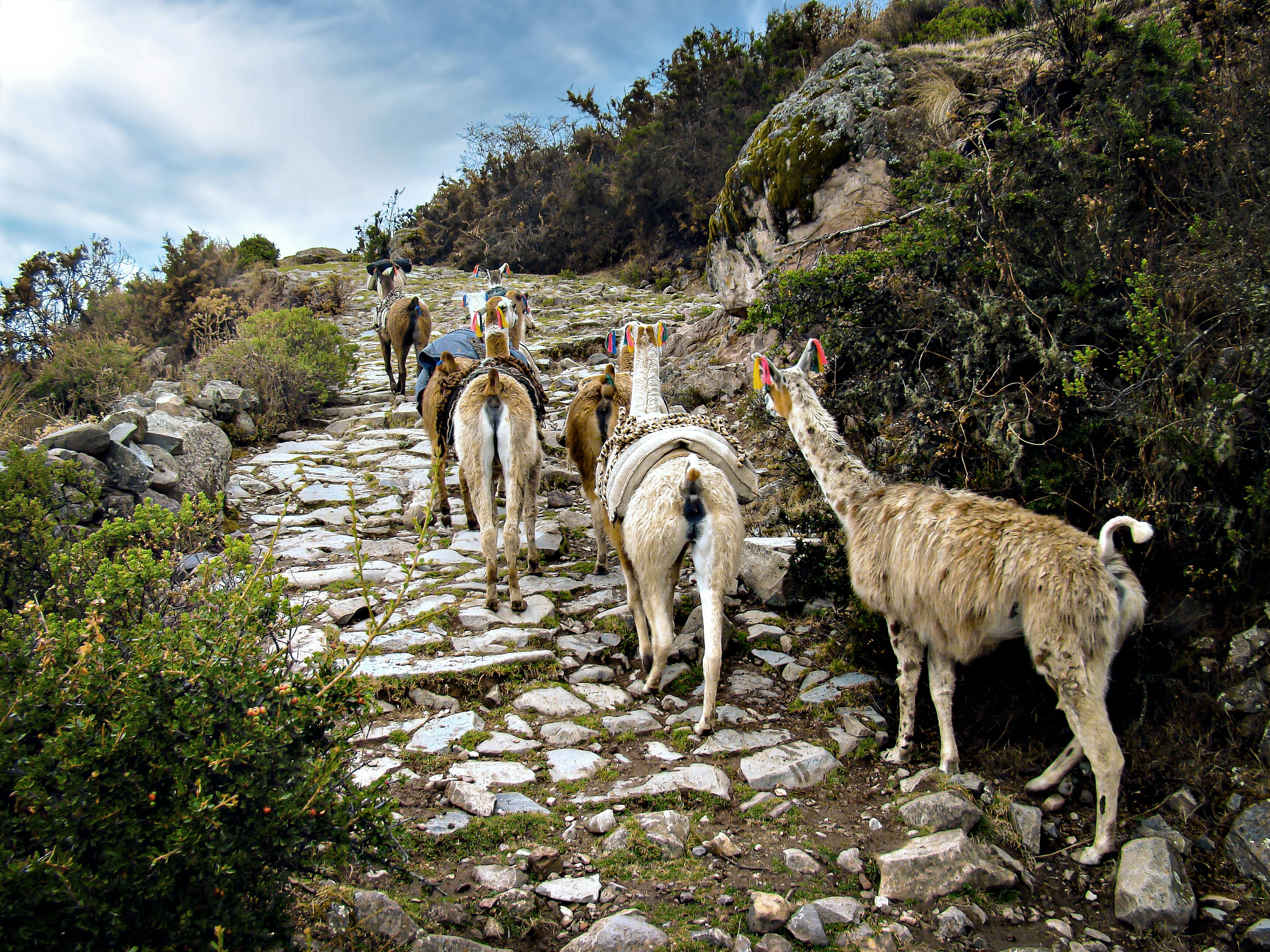PER_QhapaqNan_Road_(Colombia)