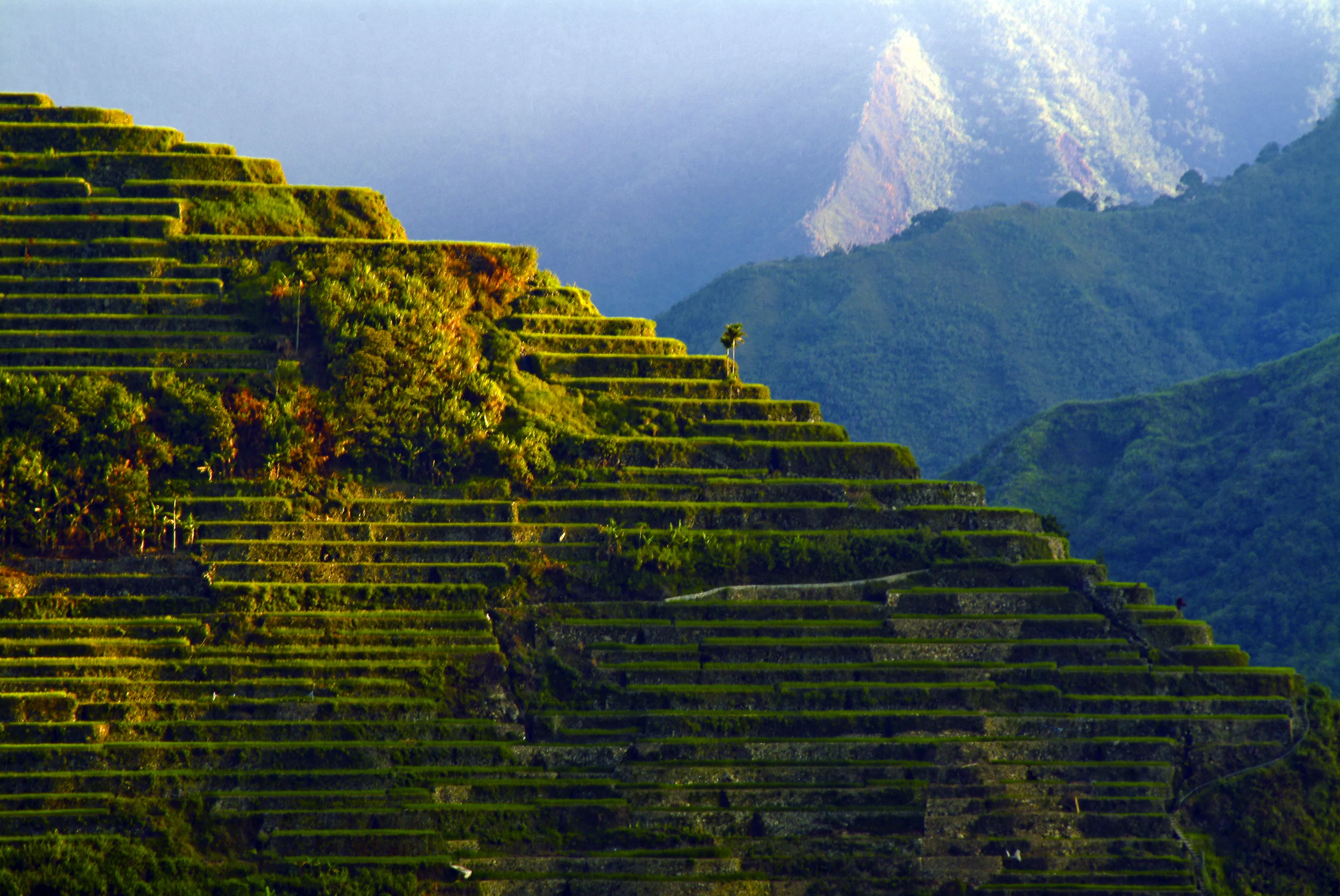 Plilippines Rice Rake Philippines Rice Terraces