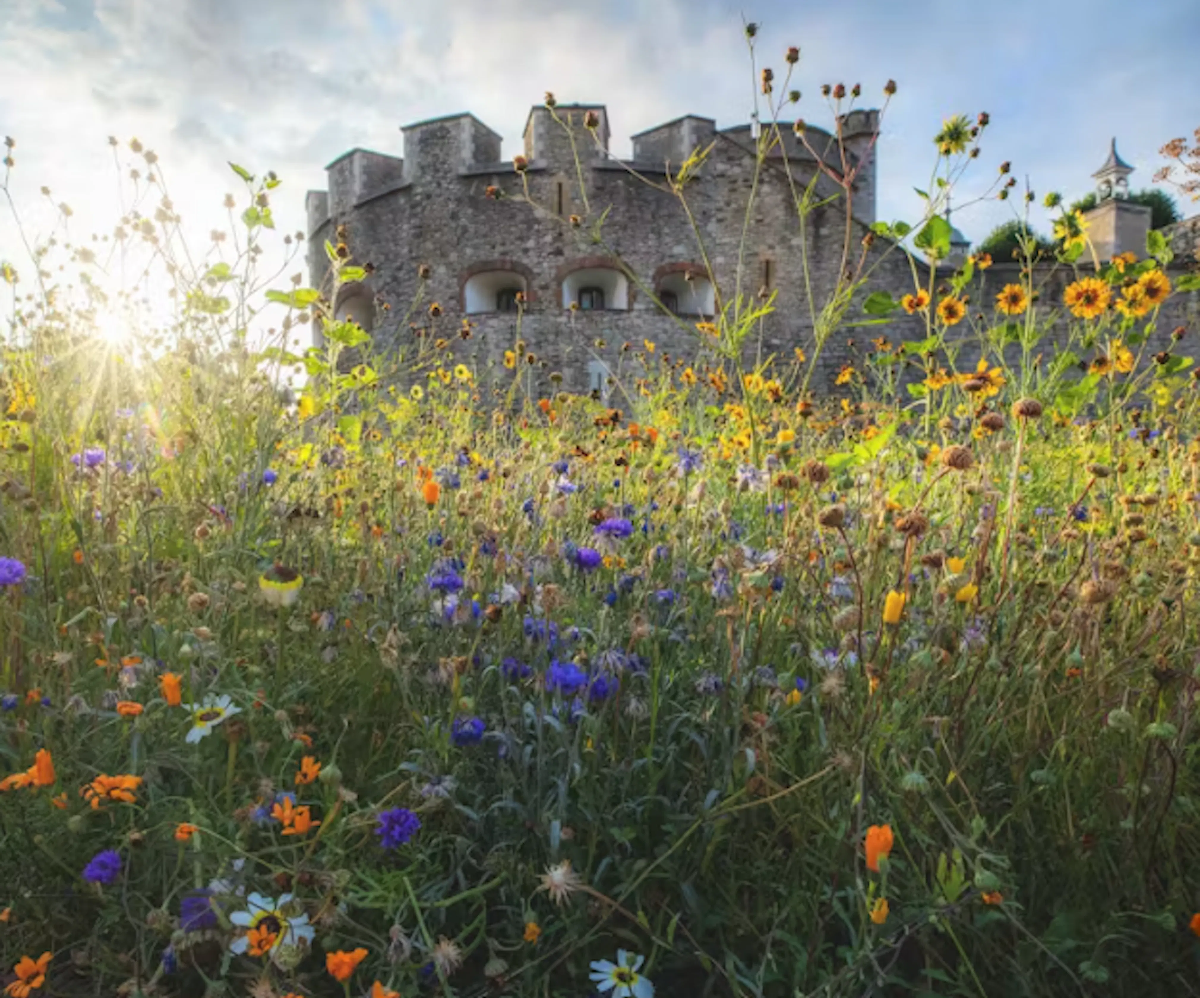 Tower Superbloom 2022 Courtsey of HRP