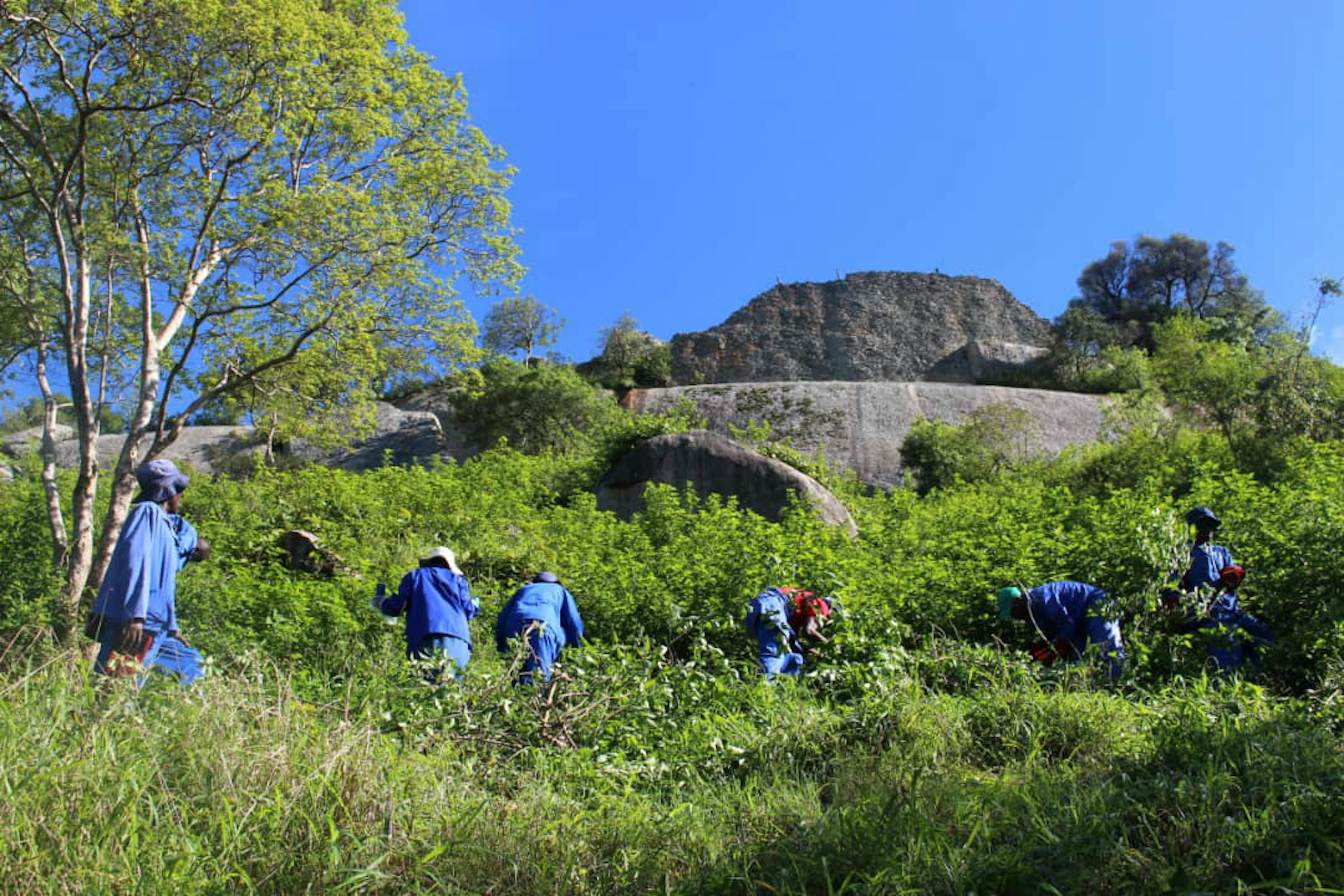 ZWE Great Zimbabwe Lantana camara cutting hill complex behind 20201211 003